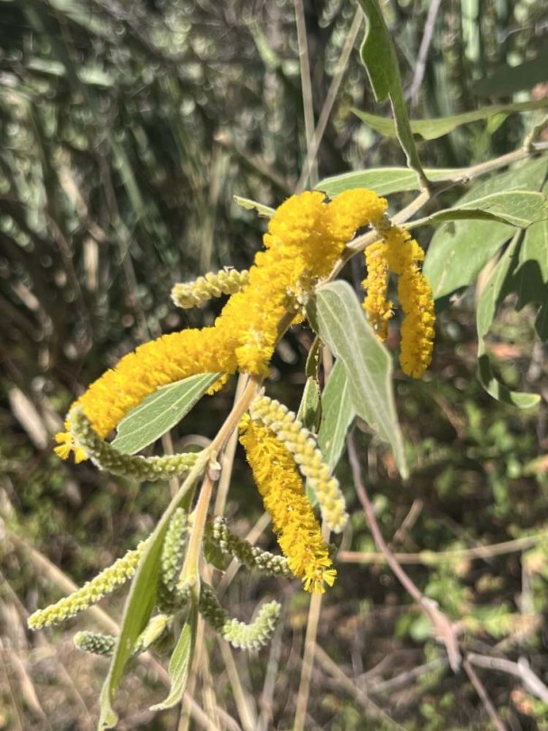 Selymes akácia - Gyertyatartó-akácia - Acacia holosericea